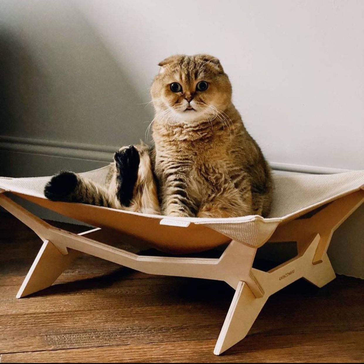 imagem do arquivo vetor para download Rede para Gatos Ergonômica