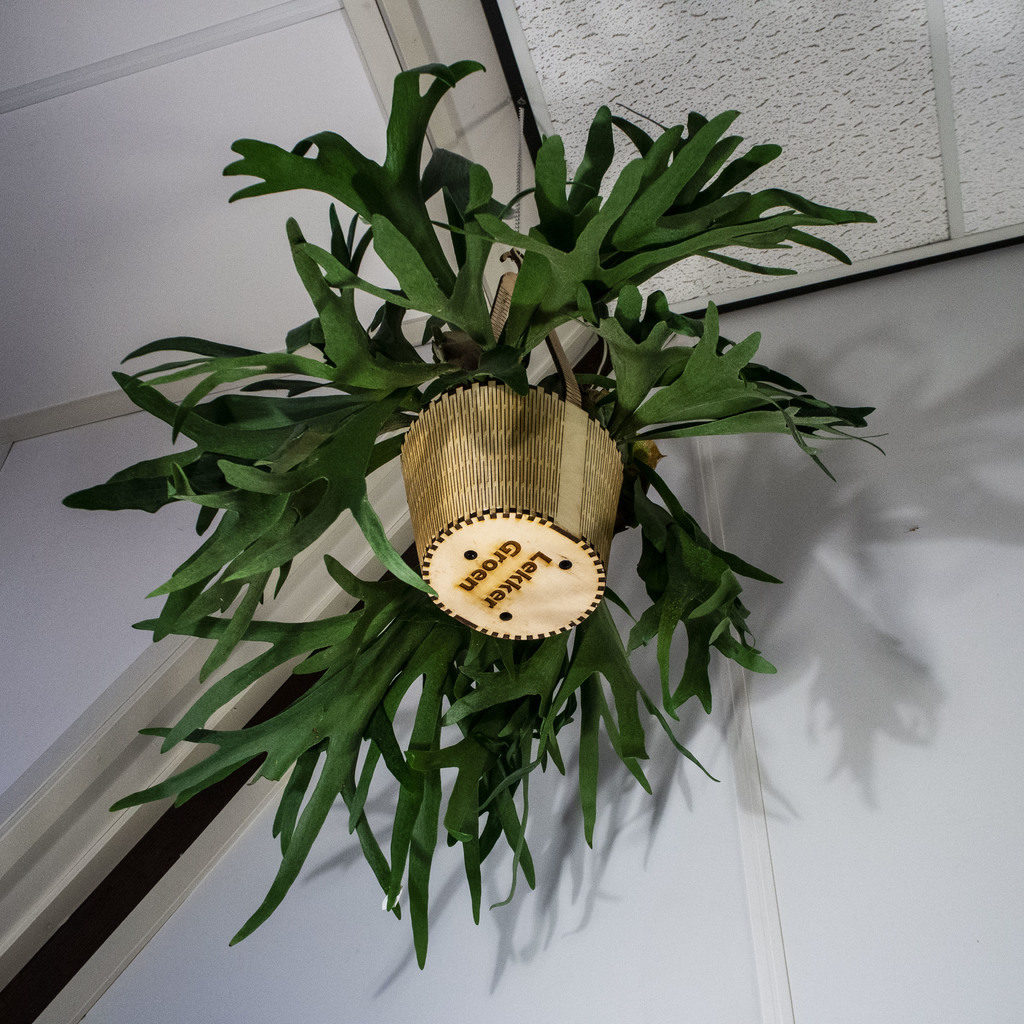 imagem do arquivo vetor para download Vaso de Plantas Pendurado