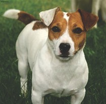 imagem do arquivo vetor para download Caixa Cão Jack Russell Terrier