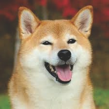 imagem do arquivo vetor para download Caixa Cão Shiba Inu